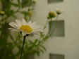Flowers (31).jpg